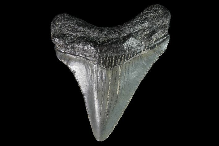 Juvenile Megalodon Tooth - South Carolina #74263